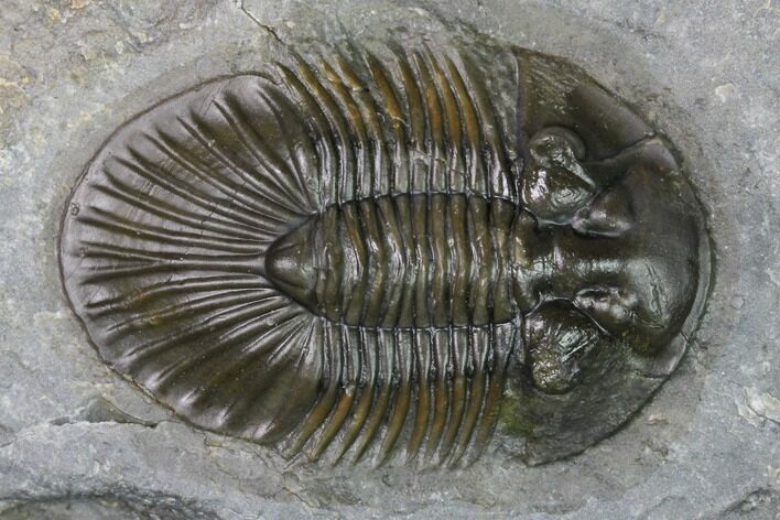 Scabriscutellum Trilobite - Morocco #171518